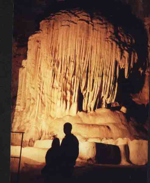 The organ pipes